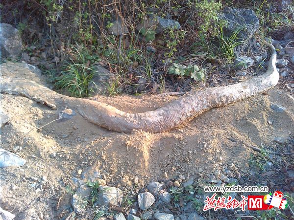 無首白色巨蟒 無首白色巨蟒