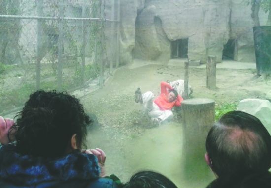 昨日，成都動(dòng)物園，男子進(jìn)入白虎活動(dòng)區(qū)后被白虎拖行。動(dòng)物園出動(dòng)50多人成功營救下他