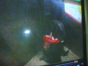 男子將侯某撲倒，侯某反抗。