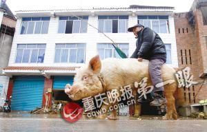 蔣大爺騎著他的種豬出門，回頭率很高。