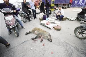 男子當(dāng)街?jǐn)[好刀和案板叫賣野豬 稱30多人圍捕 男子當(dāng)街?jǐn)[好刀和案板叫賣野豬 稱30多人圍捕