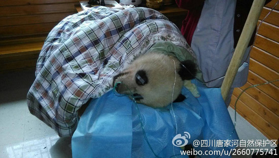 圖據(jù)@四川唐家河自然保護(hù)區(qū) 圖據(jù)@四川唐家河自然保護(hù)區(qū)