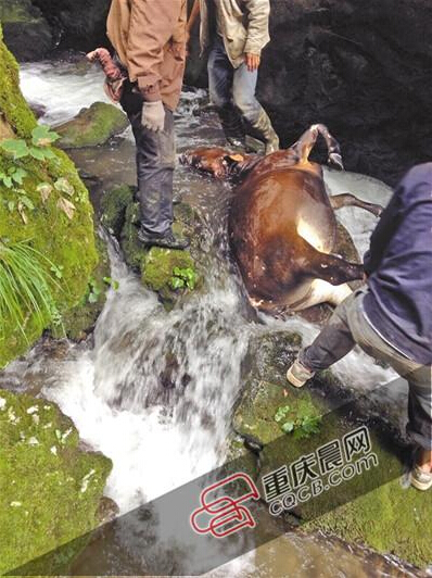 黃牛掉到懸崖下的小溪中。