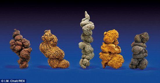 古時(shí)海龜五份糞便樣本也將拍賣。