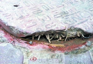 鄭州部分窨井蓋原是“竹篾心” 市民看后很驚心 鄭州部分窨井蓋原是“竹篾心” 市民看后很驚心