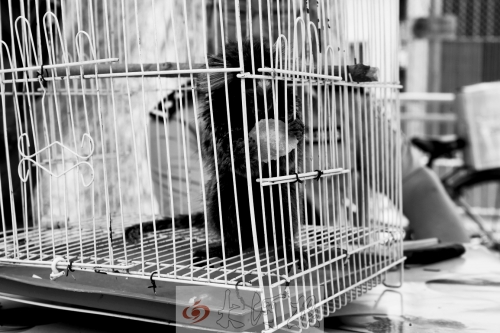 “別看俺個(gè)子小，中國很稀少！”