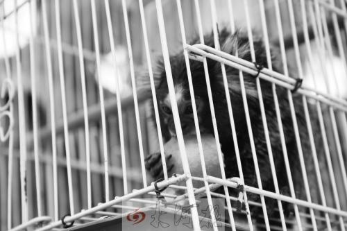 “不要盯著俺看，俺害羞……”（設(shè)計(jì)臺(tái)詞）