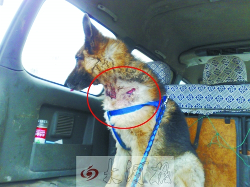 “壯壯”頸部的傷勢(shì)很重 “壯壯”頸部的傷勢(shì)很重