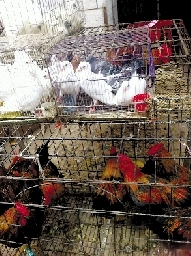 銷量大不如前，近期可能漲價(jià)