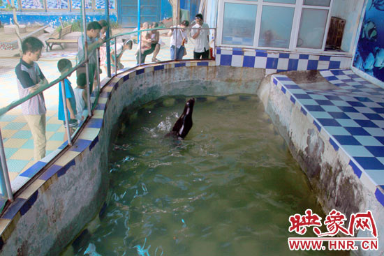 圖為游客在護(hù)欄網(wǎng)外面，觀看海獅的表演。