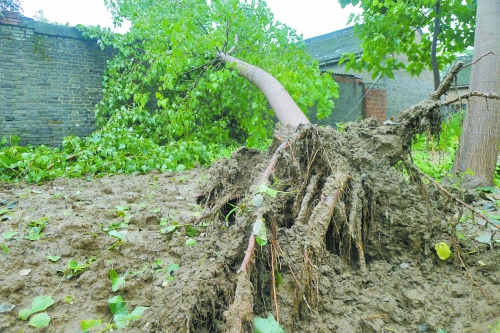 在焦作馬村區(qū)白莊老村，大樹被狂風(fēng)刮倒。