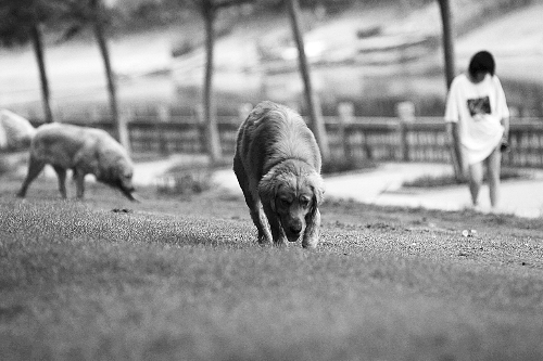 　喜歡養(yǎng)大狗狗的朋友，要抓緊給愛犬在郊外安個(gè)家哦！