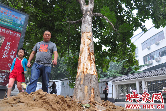 大樹(shù)根部翹起，歪向人行道邊。