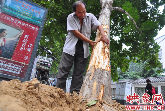法桐受傷嚴(yán)重，樹(shù)皮上還沾著不少玻璃。
