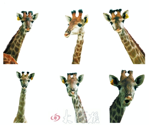 不是我們“高高在上”，只是個子太高就看看臉吧！