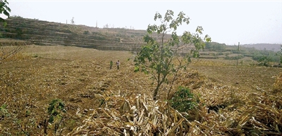 因干旱，農(nóng)田閑置尚未播種小麥