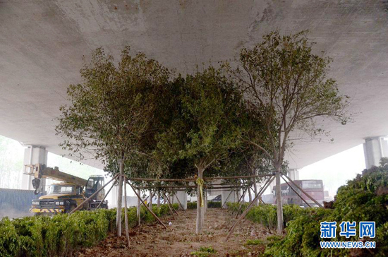 鄭州紫辰路與南三環(huán)交叉口向西，南三環(huán)快速路立交橋下，種植了40余棵大葉女貞，樹(shù)木已與立交橋底齊高。