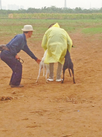 上場前，狗主人進場撫摸自己的愛犬，給它打氣加油。