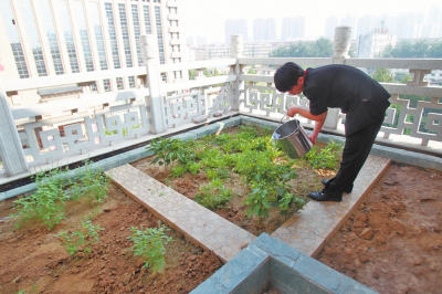 鄭州某酒店在樓頂打造的菜園子，服務(wù)員正在澆水。