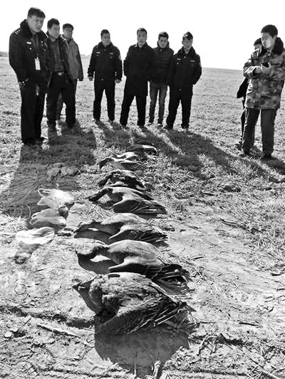 志愿者們?cè)诂F(xiàn)場(chǎng)撿到的死亡大雁及其他鳥類 志愿者們?cè)诂F(xiàn)場(chǎng)撿到的死亡大雁及其他鳥類