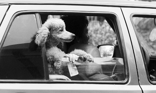 再帶著寵物出門(mén)坐出租車(chē)，可得想好了