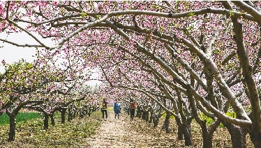 　郊外花海惹人醉。
