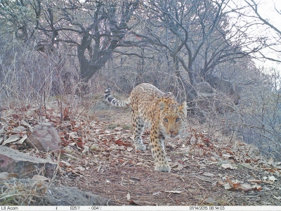 濟(jì)源蟒河林場(chǎng)發(fā)現(xiàn)金錢豹 被確認(rèn)至少存在3只以上 濟(jì)源蟒河林場(chǎng)發(fā)現(xiàn)金錢豹 被確認(rèn)至少存在3只以上