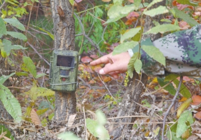 濟(jì)源蟒河林場(chǎng)發(fā)現(xiàn)金錢豹 被確認(rèn)至少存在3只以上 濟(jì)源蟒河林場(chǎng)發(fā)現(xiàn)金錢豹 被確認(rèn)至少存在3只以上