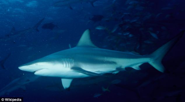 美海灘驚現(xiàn)萬(wàn)頭鯊魚(yú) 美海灘驚現(xiàn)萬(wàn)頭鯊魚(yú)