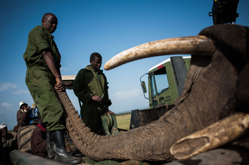 大象因破壞莊稼被強(qiáng)行“搬家” 大象因破壞莊稼被強(qiáng)行“搬家”