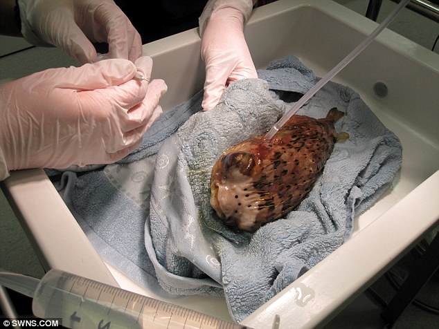 河豚接受眼球摘除術(shù) 河豚接受眼球摘除術(shù)