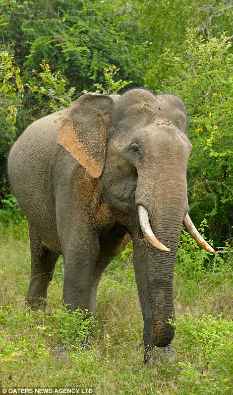 大膽“賊”象搶游客午餐成習(xí)慣 大膽“賊”象搶游客午餐成習(xí)慣
