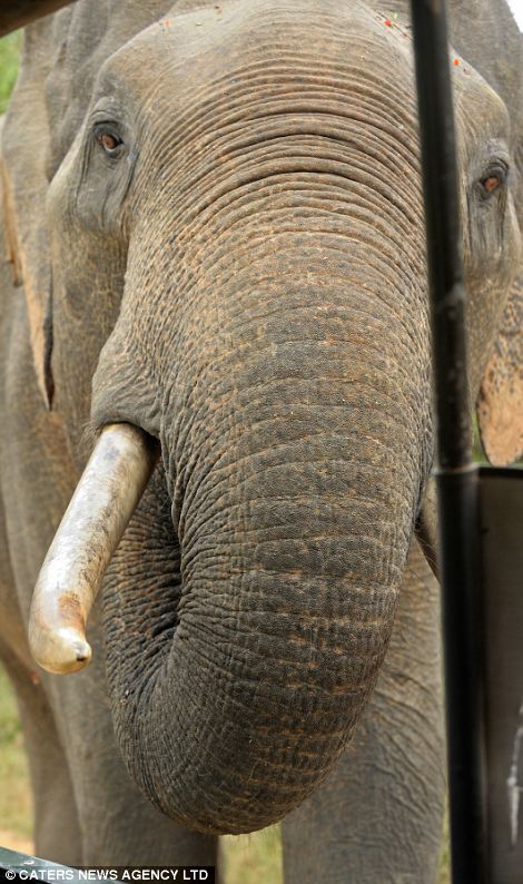 大膽“賊”象搶游客午餐成習(xí)慣 大膽“賊”象搶游客午餐成習(xí)慣