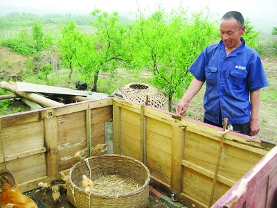 弟弟趙文富向記者介紹他們養(yǎng)雞的地方。