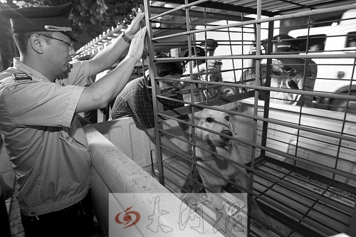 相關部門將加強管理，今年12月起烈性犬一律沒收。 （資料圖）