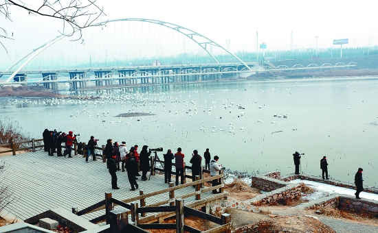 “哇!好多白天鵝。”