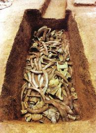 　　1月15日,青關(guān)山發(fā)掘出的大量象牙。攝影張磊　