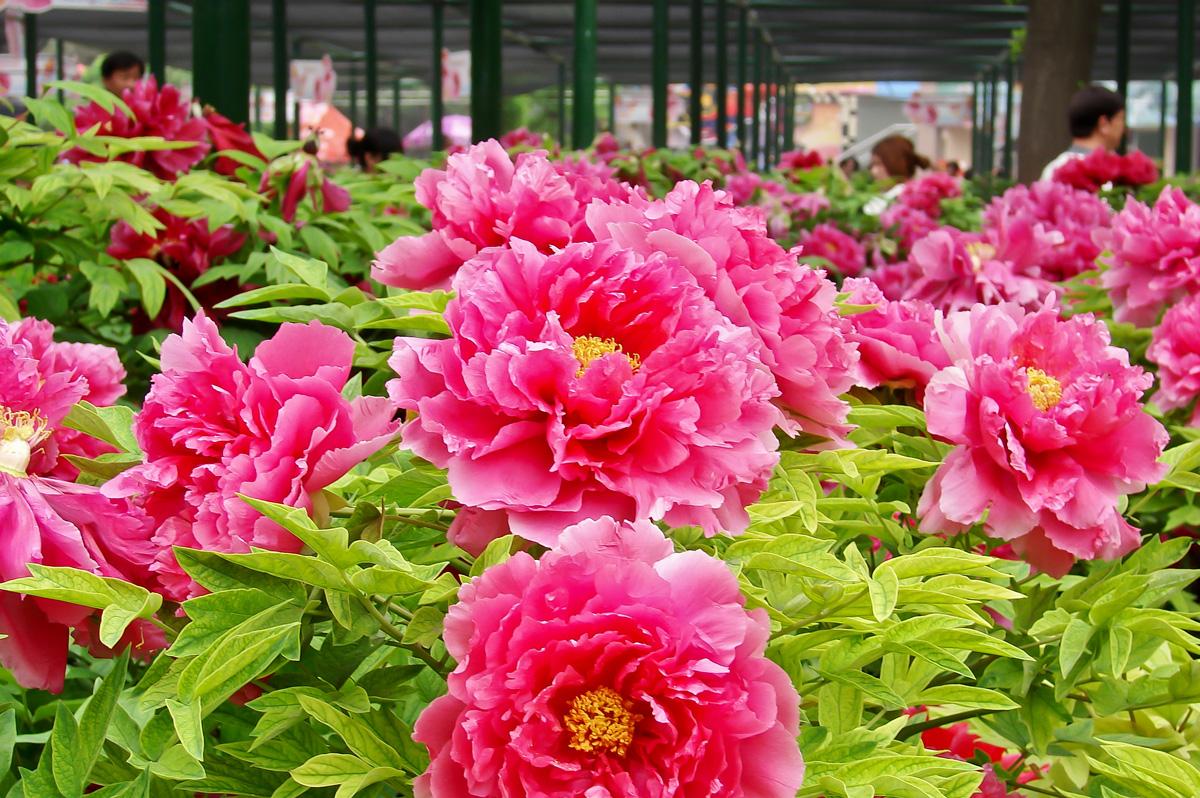 今年中國(guó)洛陽(yáng)牡丹文化節(jié)將于4月5日拉開(kāi)帷幕 今年中國(guó)洛陽(yáng)牡丹文化節(jié)將于4月5日拉開(kāi)帷幕