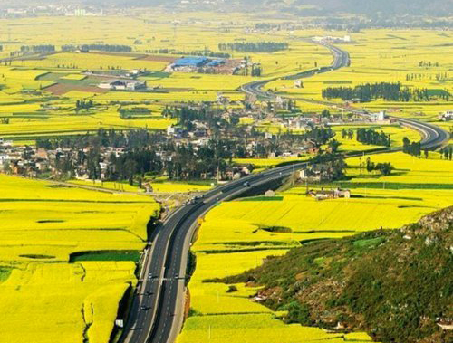 如何拍攝油菜花？達(dá)人教你7個(gè)拍攝技巧