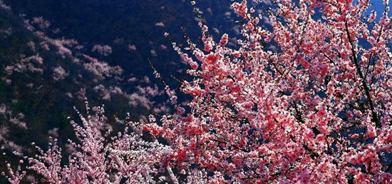 撿垃圾換玫瑰 女人節(jié) 愛(ài)在神農(nóng)山！