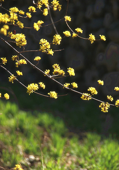 有一種呼喚，叫春天里的蟒河！
