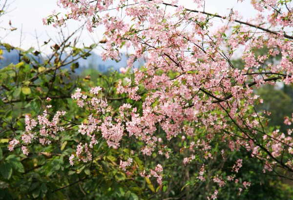 春享峨眉，樂游其中，且玩且珍惜