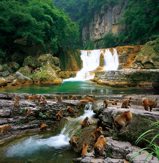 小長假游客扎堆蟒河、擠爆猴山