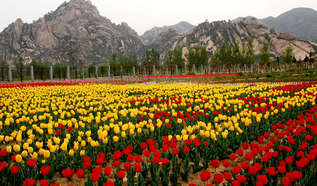 郁金香滿嵖岈山 不是荷蘭勝似荷蘭 郁金香滿嵖岈山 不是荷蘭勝似荷蘭