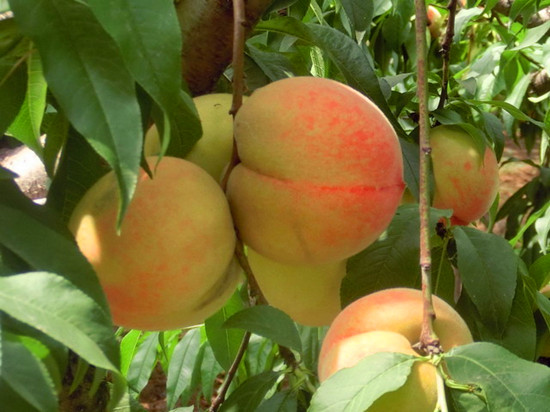 緣在七夕?愛在芒碭 緣在七夕?愛在芒碭