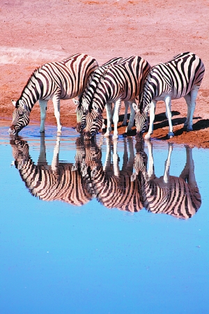 與動(dòng)物共舞 與動(dòng)物共舞