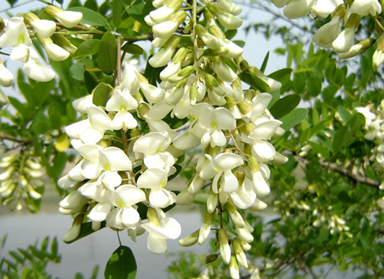 賞鄉(xiāng)村田園風光 品舌尖一抹槐花香 賞鄉(xiāng)村田園風光 品舌尖一抹槐花香