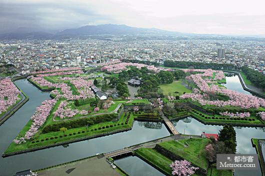 星之城 俯瞰粉紅櫻花 星之城 俯瞰粉紅櫻花