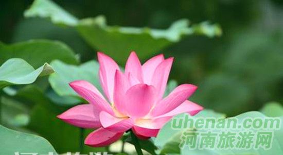 開封第十屆荷花藝術節(jié)開幕 開封第十屆荷花藝術節(jié)開幕