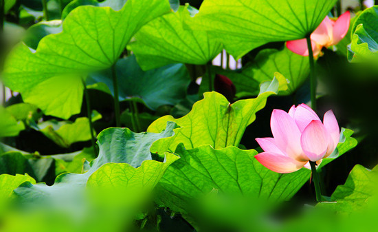 紫荊山公園荷花碗蓮展開展 紫荊山公園荷花碗蓮展開展